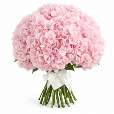 Гортензия розовая