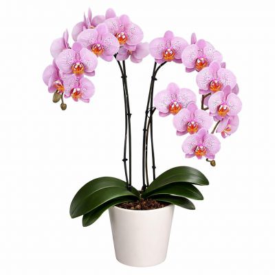 Орхидея в горшке «Фаленопсис розовый»