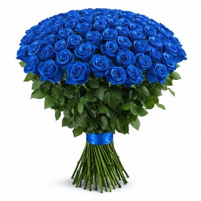 Розы Эквадор голубые