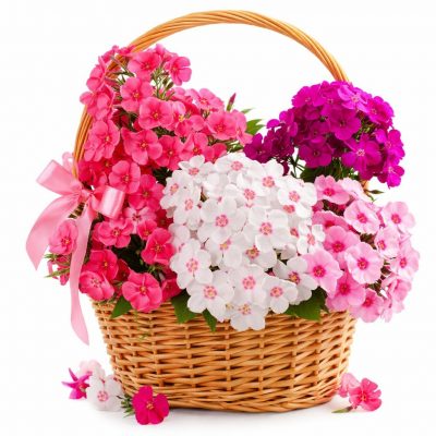 Корзина с живыми цветами «Букет Утренней Росы»