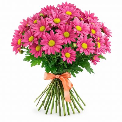 Ромашка темно-розовая